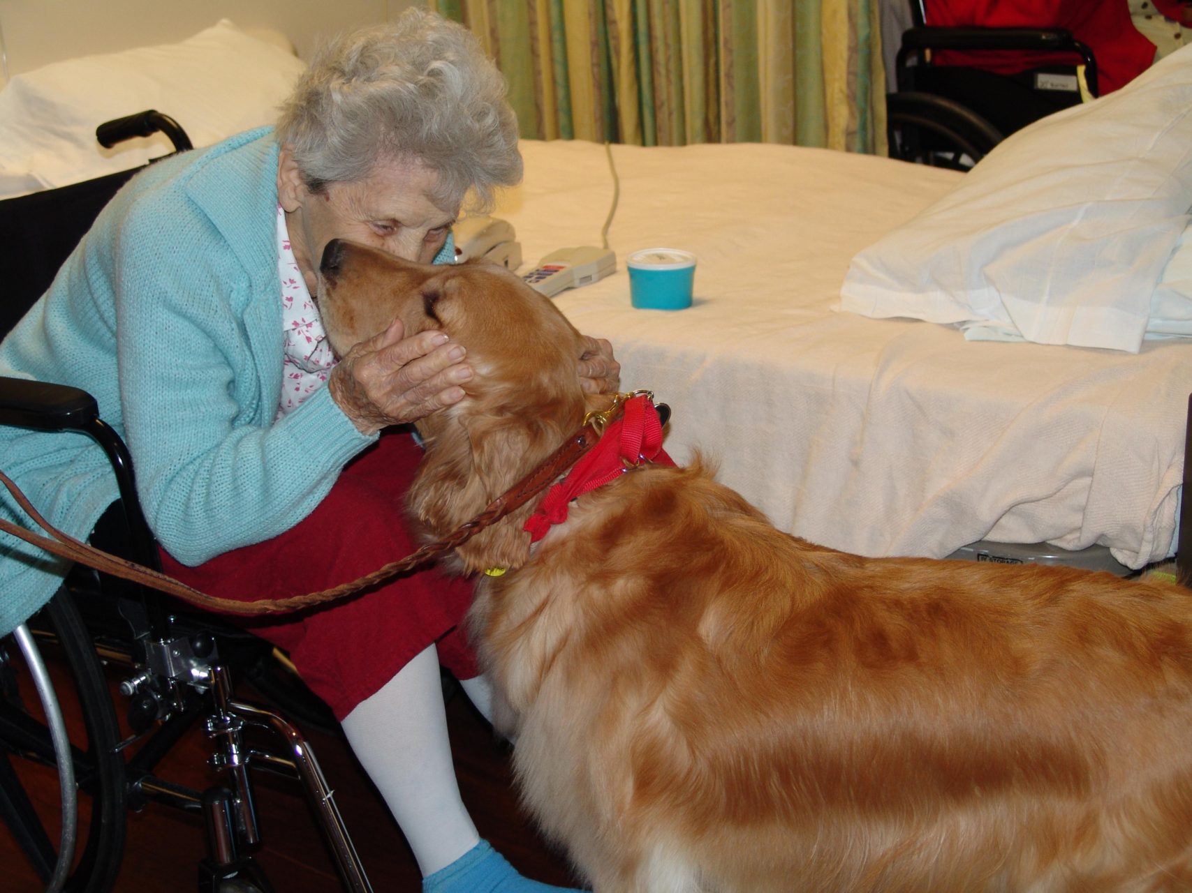therapy dog 1 therapy dog 1